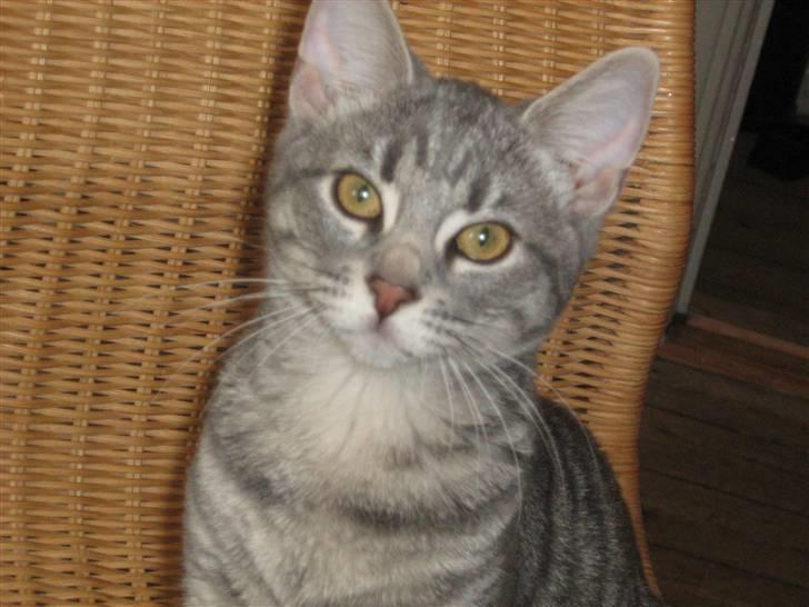 Huskat Mille billede 12