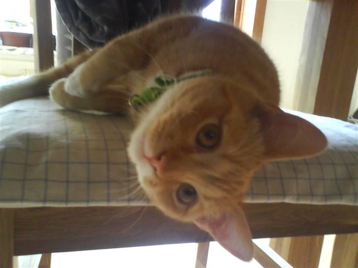 Huskat Muddi - god morgen mor billede 7