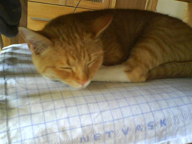 Huskat Muddi - ZzZZzz billede 8