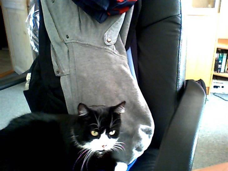 Huskat roger - det er mig i min stol! billede 1