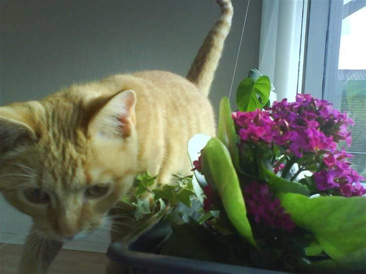 Huskat Muddi billede 9