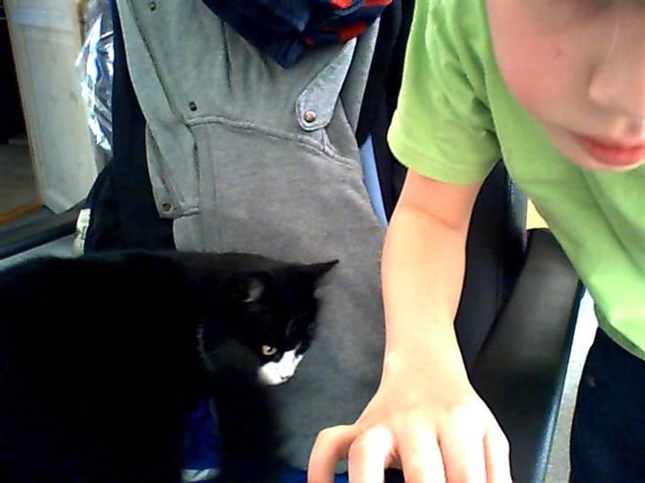 Huskat roger - tag sår det billede! billede 2