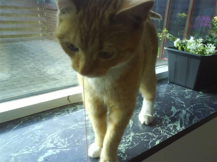 Huskat Muddi - er jeg ikke dejlig <3 billede 10