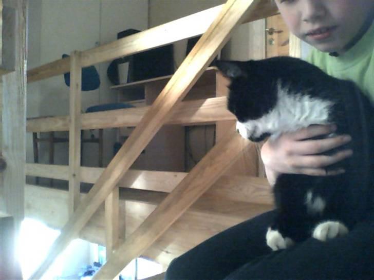 Huskat roger billede 3