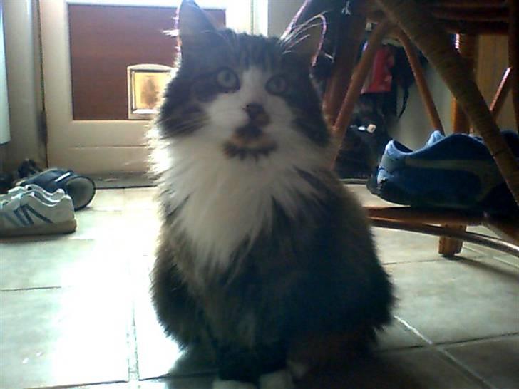 Huskat roger - min mor! billede 4