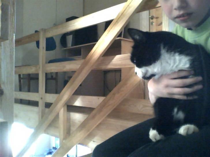 Huskat roger billede 7