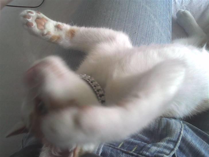 Huskat Midde - RIP 07 billede 2