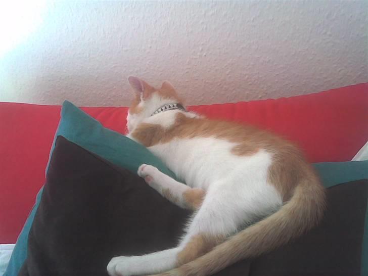 Huskat Midde - RIP 07 billede 3