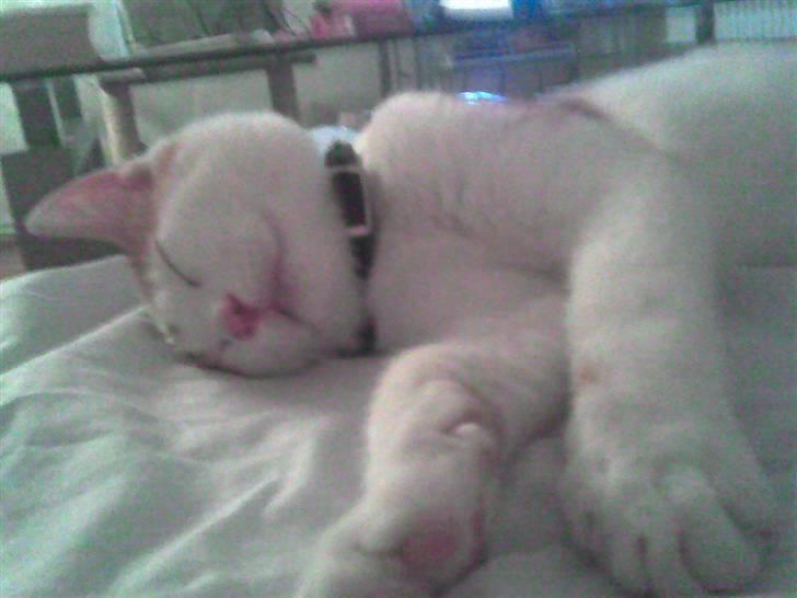 Huskat Midde - RIP 07 billede 4