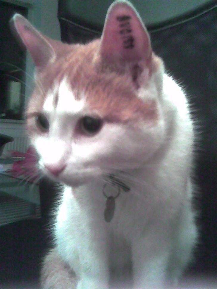 Huskat Midde - RIP 07 billede 5