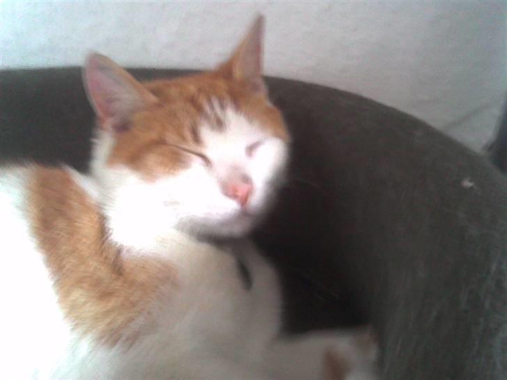 Huskat Midde - RIP 07 billede 6