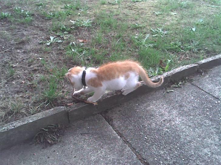 Huskat Midde - RIP 07 billede 7