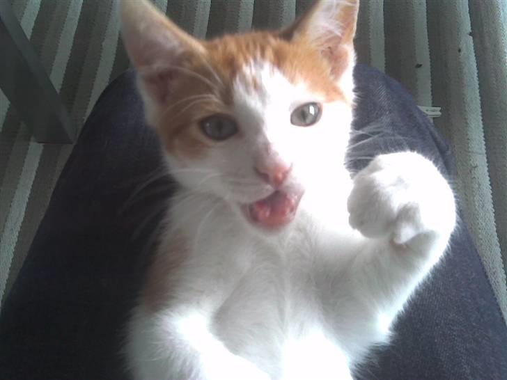 Huskat Midde - RIP 07 billede 8