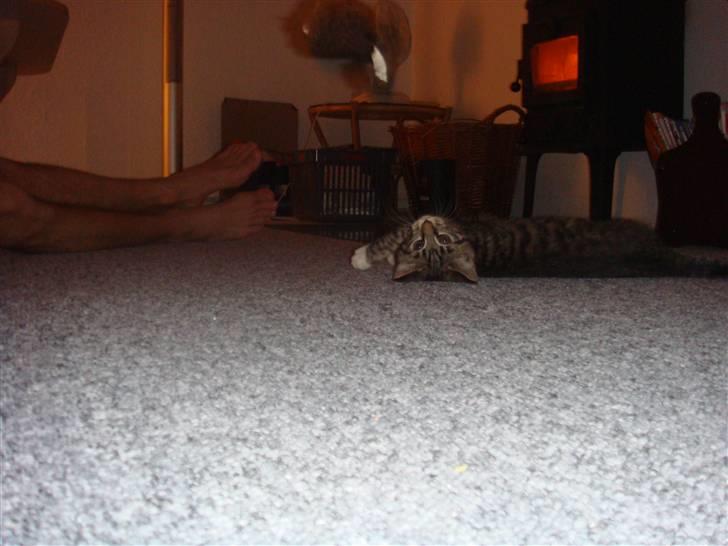 Blanding af racer Freja (Min søsters) billede 2