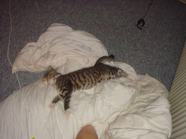 Blanding af racer Freja (Min søsters) billede 3