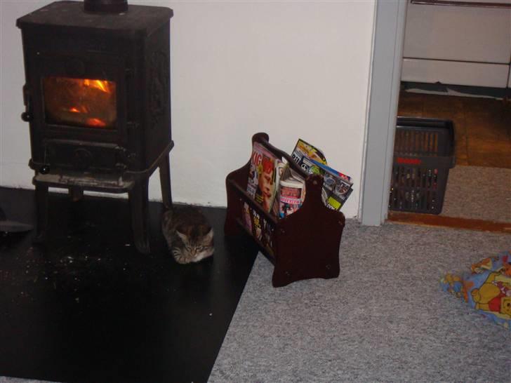 Blanding af racer Freja (Min søsters) billede 4