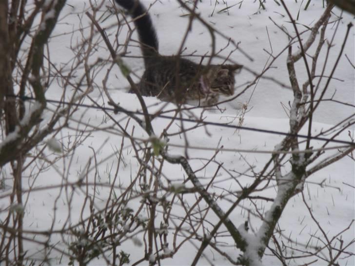 Blanding af racer Freja (Min søsters) billede 6