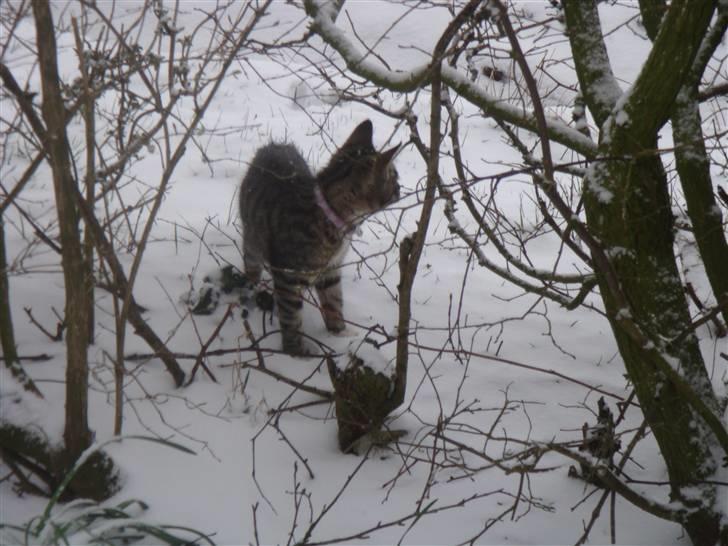 Blanding af racer Freja (Min søsters) billede 7