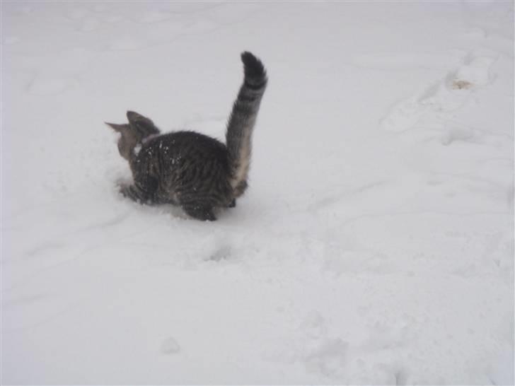 Blanding af racer Freja (Min søsters) billede 8