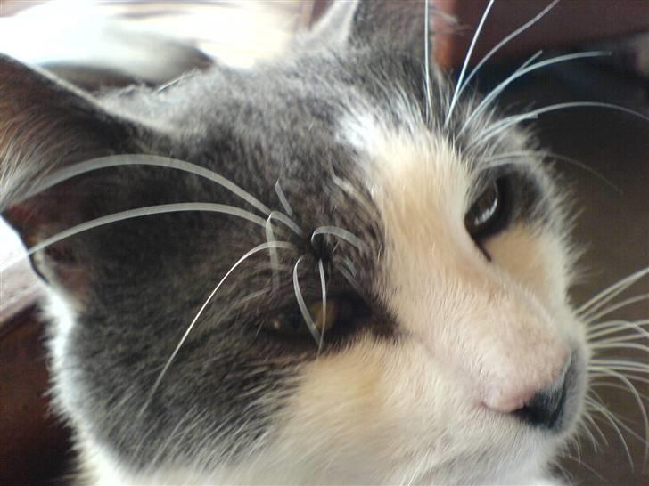 Huskat Dolf - Dolf billede 1