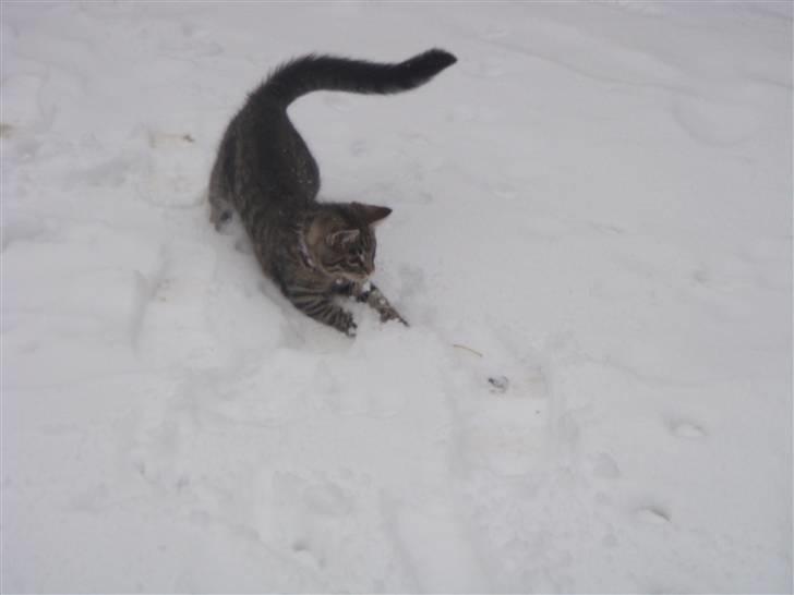 Blanding af racer Freja (Min søsters) billede 9