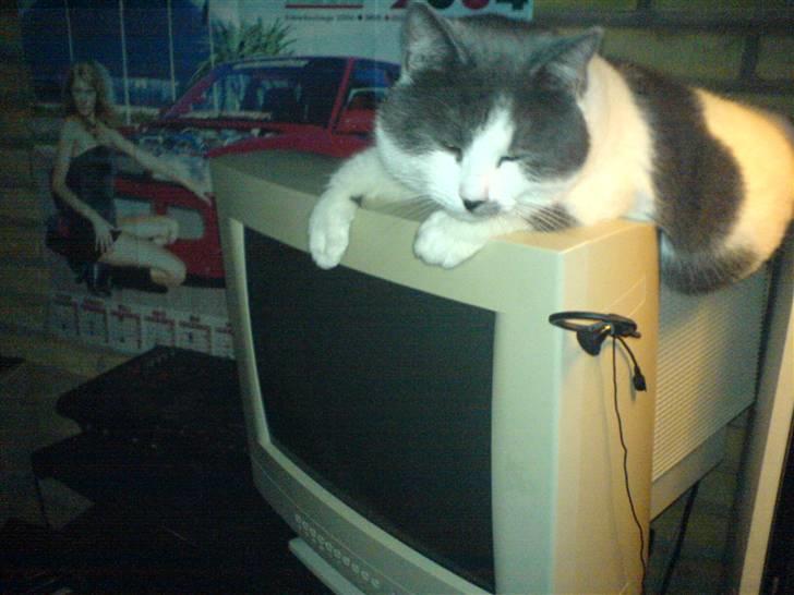 Huskat Dolf - ZZzzzZz billede 2