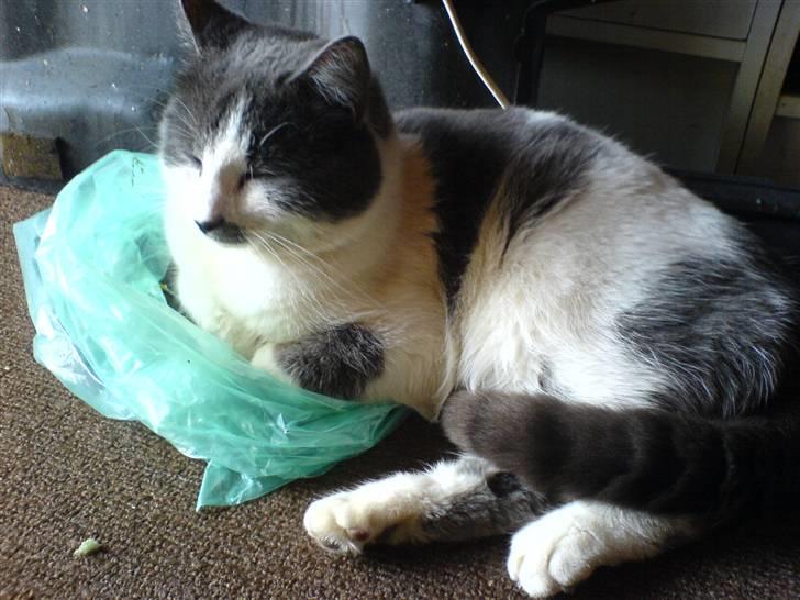 Huskat Dolf - Afslapper eller noget? billede 4