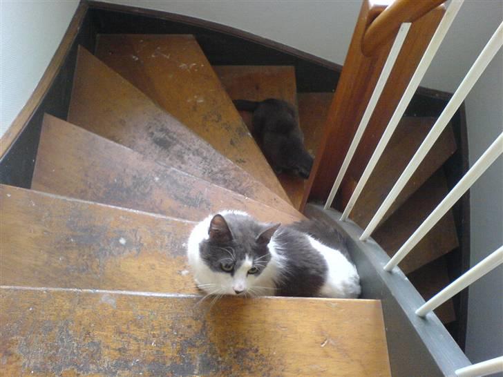 Huskat Dolf - På trapperne.. billede 6