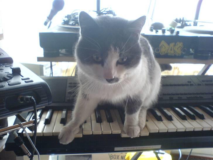 Huskat Dolf - On the Piano billede 7