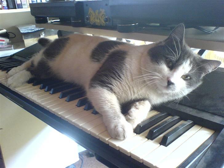 Huskat Dolf - Uhmmmm billede 8