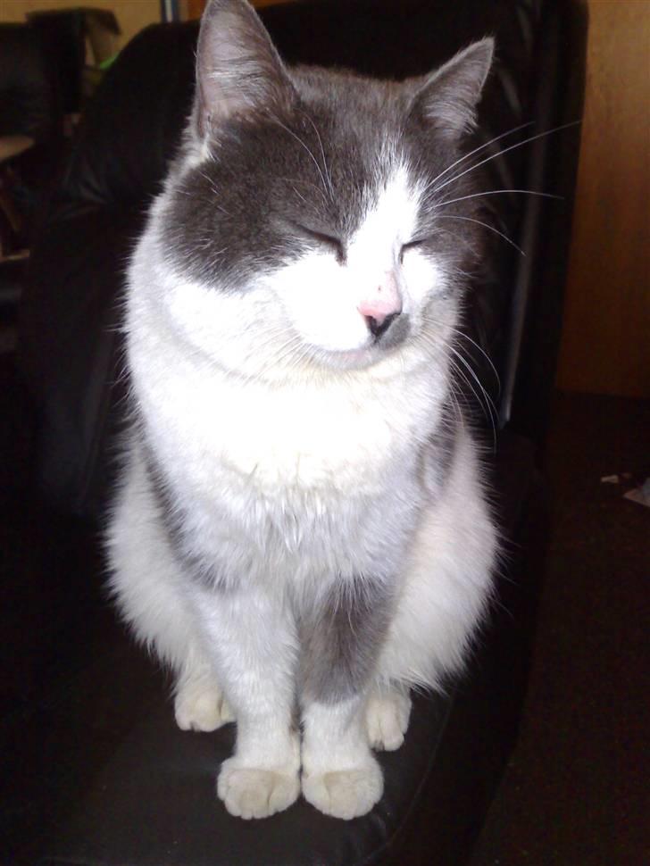 Huskat Dolf - Gå vææææk billede 9