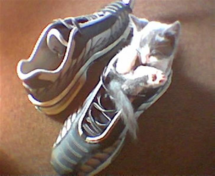 Huskat Dolf - Dolf som lille billede 10