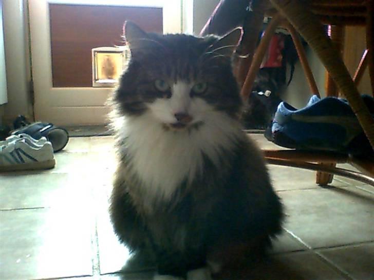 Huskat bertha - det er min mor billede 2