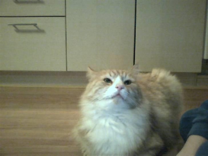 Huskat bertha - det er min far billede 5