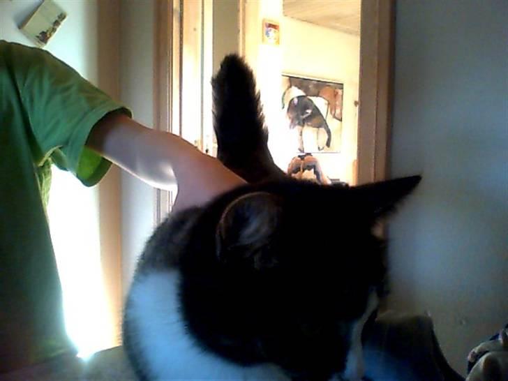 Huskat bertha billede 6