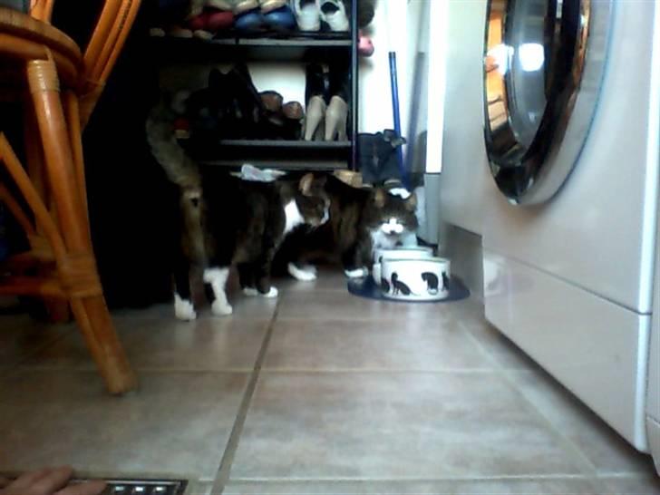 Huskat bertha - mig og min mor spiser billede 8