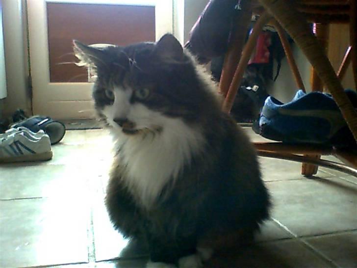 Huskat bertha - min mor igen billede 9