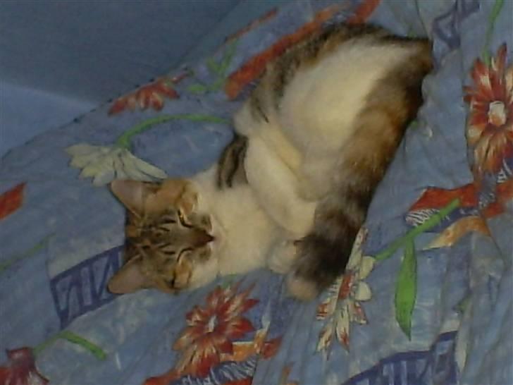 Huskat Misse'Mor - Plet - Plys  billede 2