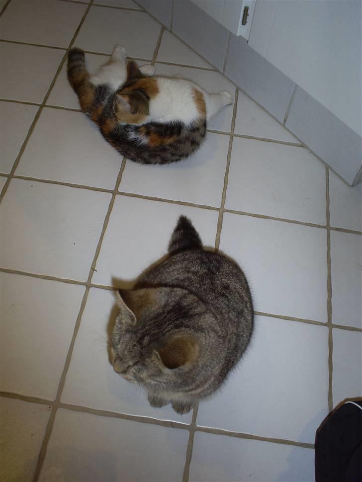 Huskat Misse'Mor - Plet - Plys  billede 3