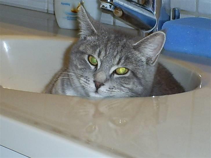 Huskat Misse'Mor - Plet - Plys  billede 4