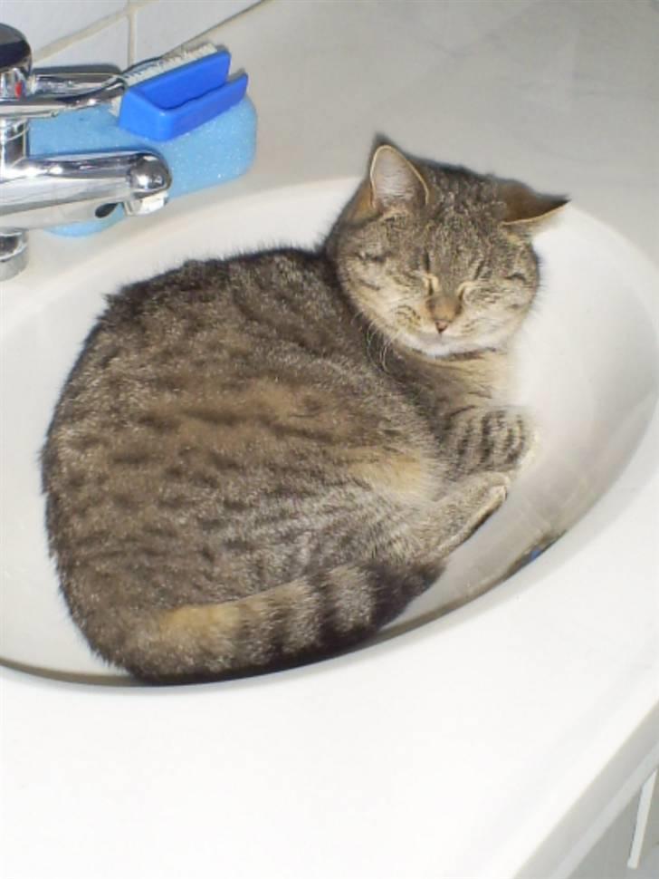 Huskat Misse'Mor - Plet - Plys  billede 5