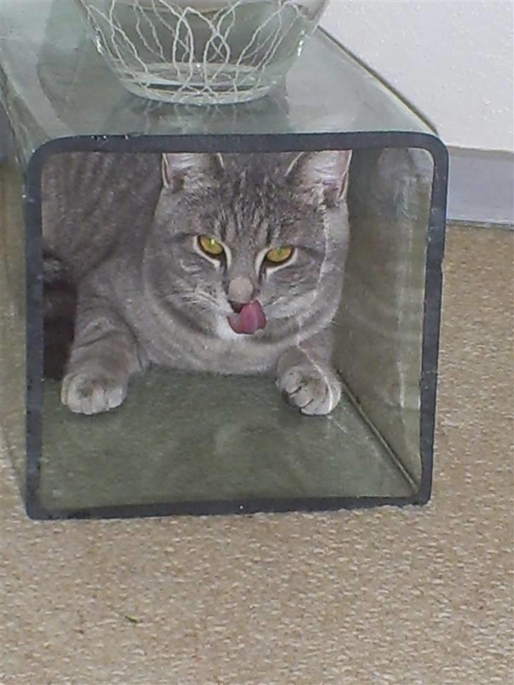 Huskat Misse'Mor - Plet - Plys  billede 7