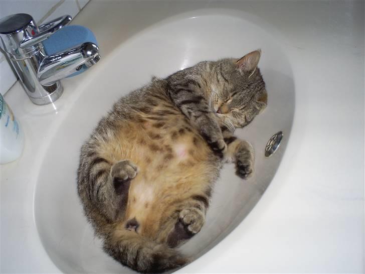 Huskat Misse'Mor - Plet - Plys  billede 8