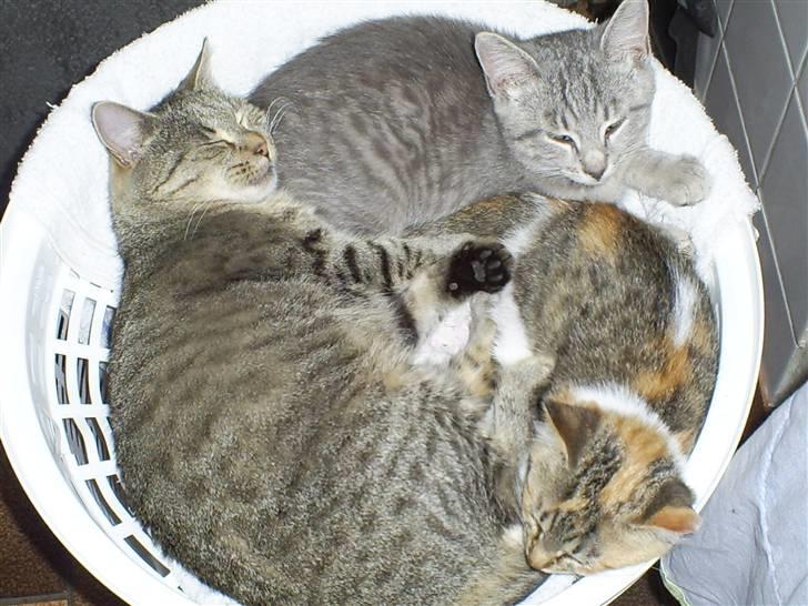 Huskat Misse'Mor - Plet - Plys  billede 10