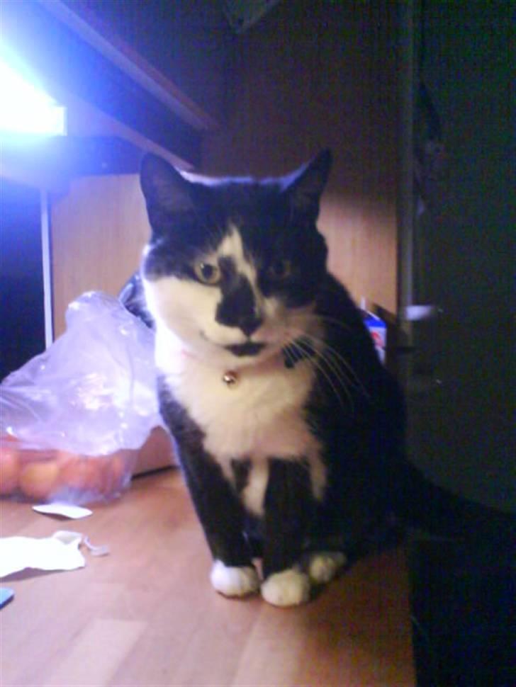 Huskat Smodge | R I P billede 1