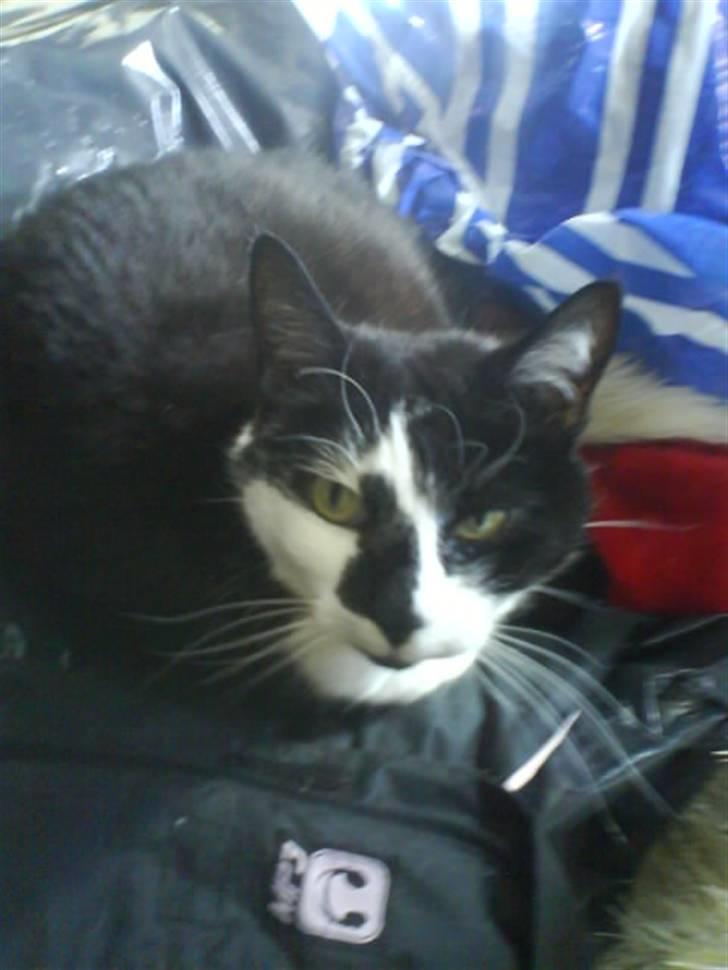 Huskat Smodge | R I P billede 2