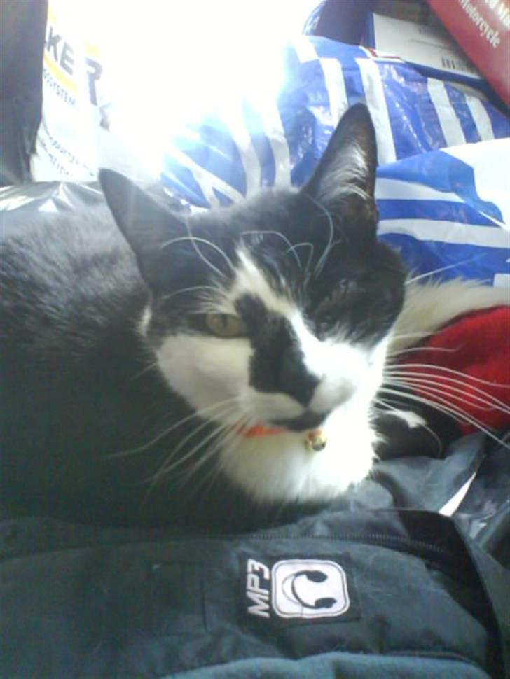 Huskat Smodge | R I P billede 3