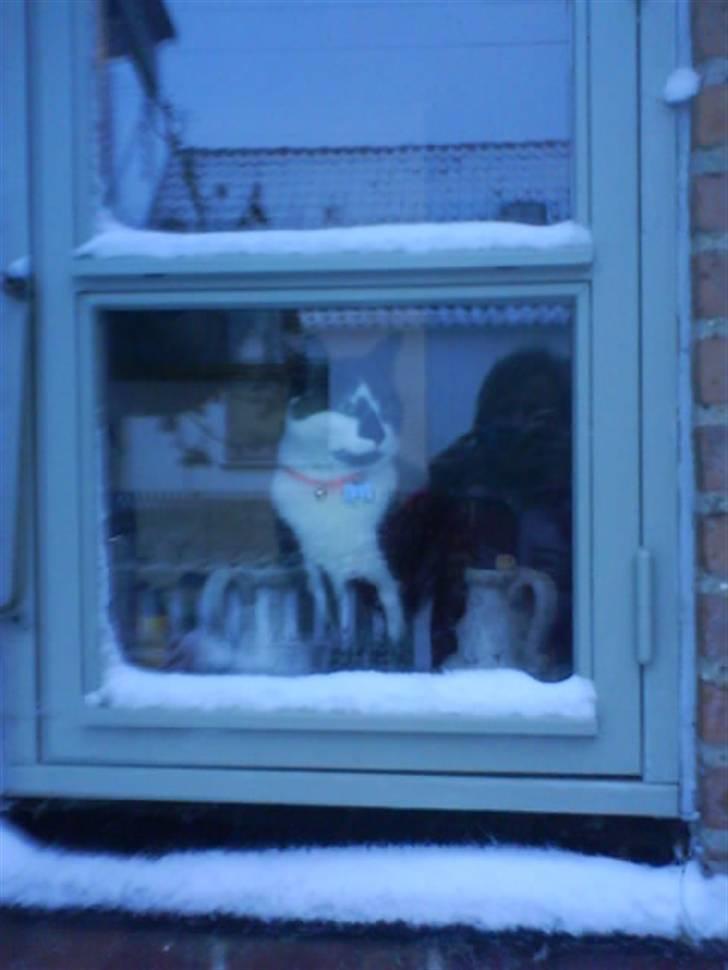 Huskat Smodge | R I P billede 4