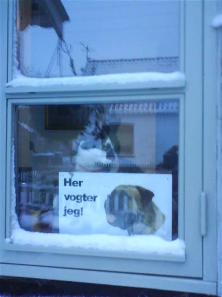 Huskat Smodge | R I P billede 5