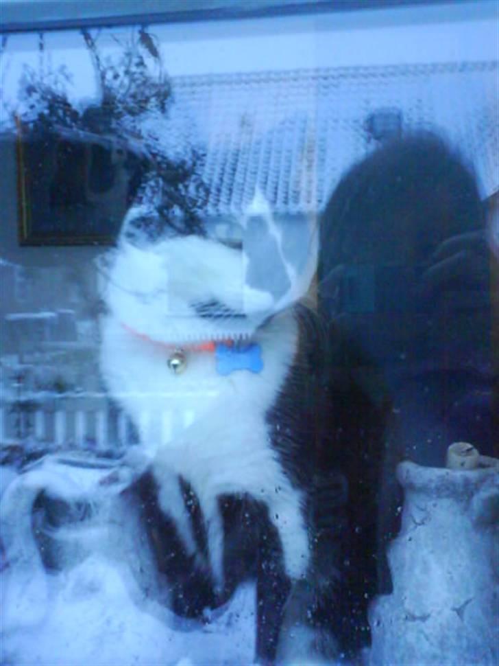 Huskat Smodge | R I P billede 6